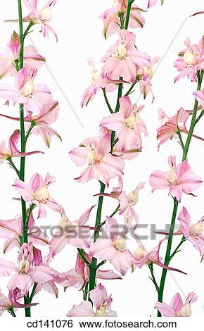 Larkspur (Delphinium sp. ) View Large Photo Image Stock Photograph - Larkspur (Delphinium sp. ). Fotosearch
