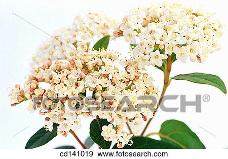 Laurustinus (Viburnum tinus) View Large Photo Image Stock Photo - Laurustinus (Viburnum tinus). Fotosearch