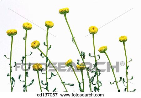 Lavender Cotton (Santolina chamaecyparissus) View Large Photo Image Stock Photo - Lavender Cotton (Santolina chamaecyparissus). Fotosearch