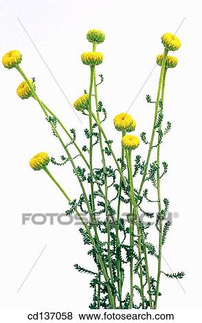 Lavender Cotton (Santolina chamaecyparissus) View Large Photo Image Stock Photo - Lavender Cotton (Santolina chamaecyparissus). Fotosearch