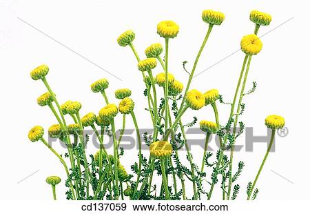 Lavender Cotton (Santolina chamaecyparissus) View Large Photo Image Stock Photo - Lavender Cotton (Santolina chamaecyparissus). Fotosearch