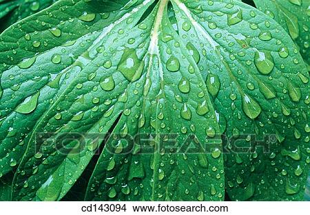 Leaf View Large Photo Image Picture - Leaf. Fotosearch