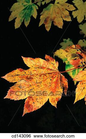 Stock Photograph - Leaf. Fotosearch