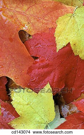 Leaves View Large Photo Image Picture - Leaves. Fotosearch