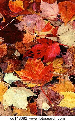 Leaves View Large Photo Image Stock Image - Leaves. Fotosearch