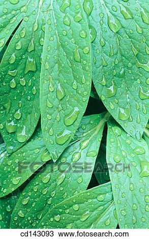 Stock Image - Leaves. Fotosearch