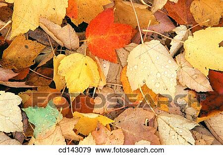 Leaves View Large Photo Image Stock Photo - Leaves. Fotosearch