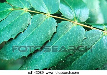 Leaves View Large Photo Image Stock Photo - Leaves. Fotosearch