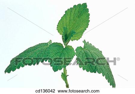 Lemon Balm (Melissa officinalis) View Large Photo Image Stock Image - Lemon Balm (Melissa officinalis). Fotosearch