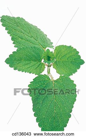 Lemon Balm (Melissa officinalis) View Large Photo Image Stock Image - Lemon Balm (Melissa officinalis). Fotosearch