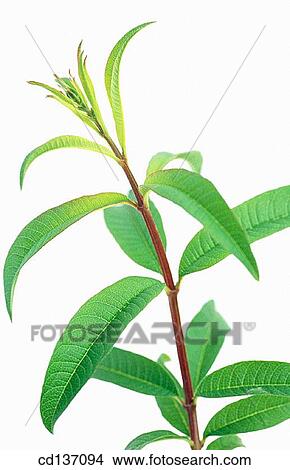 Lemon Verbena (Lippia citriodora) View Large Photo Image Picture - Lemon Verbena (Lippia citriodora). Fotosearch