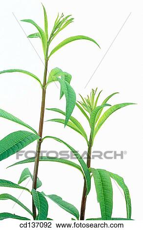 Lemon Verbena (Lippia citriodora) View Large Photo Image Stock Image - Lemon Verbena (Lippia citriodora). Fotosearch