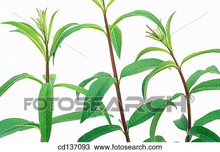 Lemon Verbena (Lippia citriodora) View Large Photo Image Stock Image - Lemon Verbena (Lippia citriodora). Fotosearch