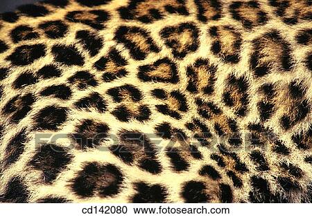 Stock Image - Leopard fur (Panthera pardus). Fotosearch
