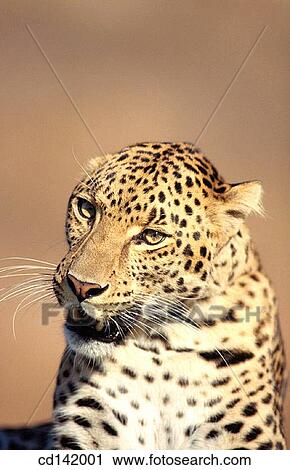 Leopard (Panthera pardus), captive. Africa View Large Photo Image Stock Image - Leopard (Panthera pardus), captive. Africa. Fotosearch