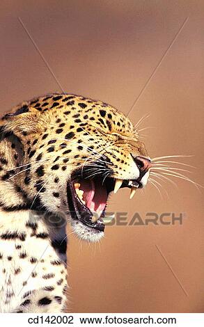 Leopard (Panthera pardus), captive. Africa View Large Photo Image Stock Image - Leopard (Panthera pardus), captive. Africa. Fotosearch