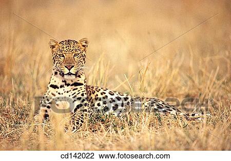 Leopard (Panthera pardus), captive. Africa View Large Photo Image Stock Image - Leopard (Panthera pardus), captive. Africa. Fotosearch