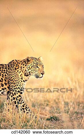 Leopard (Panthera pardus), captive. Africa View Large Photo Image Stock Image - Leopard (Panthera pardus), captive. Africa. Fotosearch