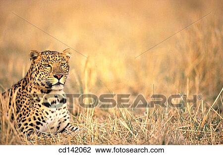 Stock Image - Leopard (Panthera pardus), captive. Africa. Fotosearch