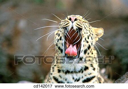 Leopard (Panthera pardus), captive. Florida. USA View Large Photo Image Stock Photo - Leopard (Panthera pardus), captive. Florida. USA. Fotosearch