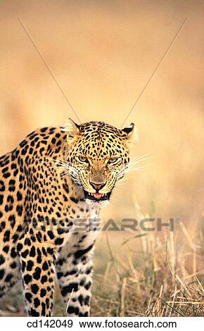 Stock Photo - Leopard (Panthera pardus), captive. Africa. Fotosearch