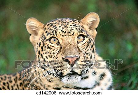Leopard (Panthera pardus), captive. Florida. USA View Large Photo Image Stock Photograph - Leopard (Panthera pardus), captive. Florida. USA. Fotosearch