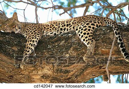 Leopard (Panthera pardus). Mana Pools National Park. Zimbawe View Large Photo Image Stock Photo - Leopard (Panthera pardus). Mana Pools National Park. Zimbawe. Fotosearch