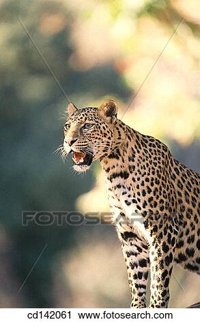 Leopard (Panthera pardus) View Large Photo Image Stock Image - Leopard (Panthera pardus). Fotosearch