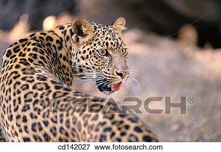 Stock Photo - Leopard (Panthera pardus). Fotosearch