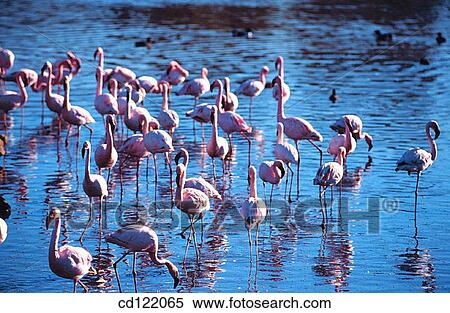 Lesser Flamingos (Phoenicopterus minor) View Large Photo Image Stock Photography - Lesser Flamingos (Phoenicopterus minor). Fotosearch
