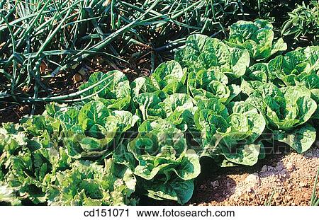 Lettuces View Large Photo Image Stock Image - Lettuces. Fotosearch