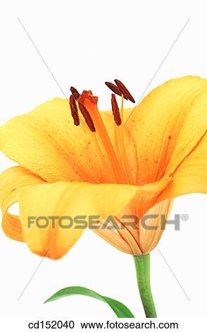 Lily, Lilium hybr. View Large Photo Image Stock Image - Lily, Lilium hybr.. Fotosearch