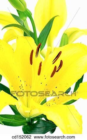 Stock Image - Lily, Lilium hybr.. Fotosearch