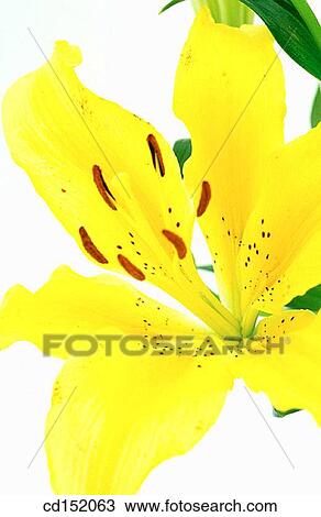 Lily, Lilium hybr. View Large Photo Image Stock Image - Lily, Lilium hybr.. Fotosearch
