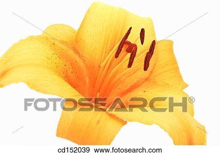 Lily, Lilium hybr. View Large Photo Image Stock Photo - Lily, Lilium hybr.. Fotosearch