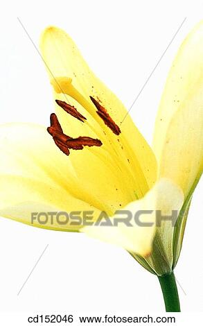 Lily, Lilium hybr. View Large Photo Image Stock Photograph - Lily, Lilium hybr.. Fotosearch