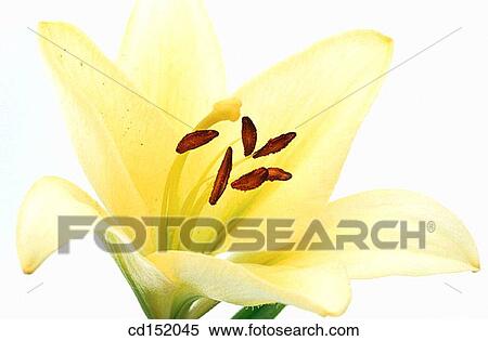 Lily, Lilium hybr. View Large Photo Image Stock Photography - Lily, Lilium hybr.. Fotosearch
