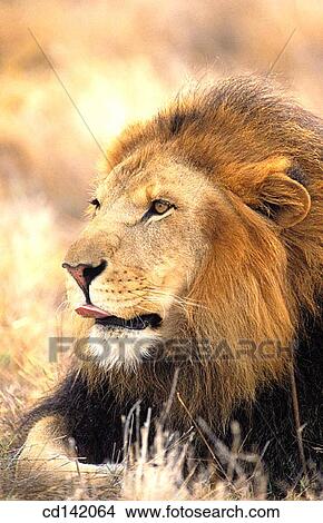 Lion (Panthera leo). Africa View Large Photo Image Picture - Lion (Panthera leo). Africa. Fotosearch
