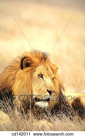 Lion (Panthera leo). Africa View Large Photo Image Stock Image - Lion (Panthera leo). Africa. Fotosearch