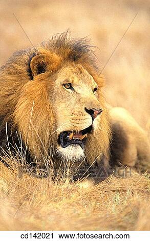 Lion (Panthera leo). Africa View Large Photo Image Stock Image - Lion (Panthera leo). Africa. Fotosearch
