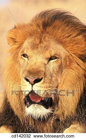 Lion (Panthera leo). Africa View Large Photo Image Stock Image - Lion (Panthera leo). Africa. Fotosearch