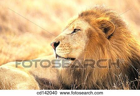 Lion (Panthera leo). Africa View Large Photo Image Stock Image - Lion (Panthera leo). Africa. Fotosearch