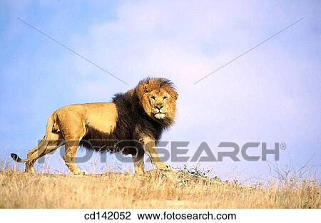 Lion (Panthera leo). Africa View Large Photo Image Stock Image - Lion (Panthera leo). Africa. Fotosearch
