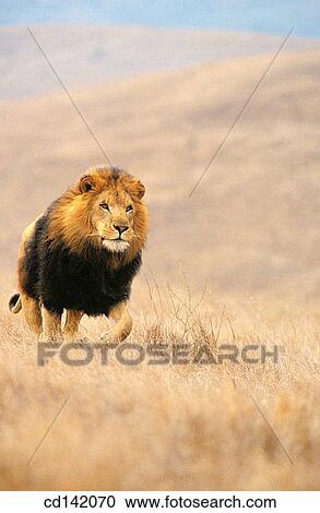 Lion (Panthera leo). Africa View Large Photo Image Stock Image - Lion (Panthera leo). Africa. Fotosearch