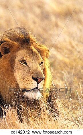 Lion (Panthera leo). Africa View Large Photo Image Stock Image - Lion (Panthera leo). Africa. Fotosearch