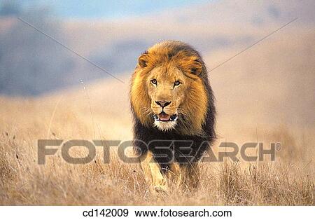 Lion (Panthera leo). Africa View Large Photo Image Stock Photo - Lion (Panthera leo). Africa. Fotosearch