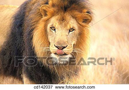 Lion (Panthera leo). Africa View Large Photo Image Stock Photo - Lion (Panthera leo). Africa. Fotosearch