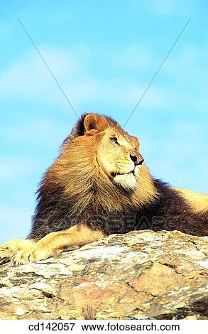 Stock Photo - Lion (Panthera leo). Africa. Fotosearch