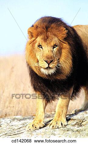 Lion (Panthera leo). Africa View Large Photo Image Stock Photo - Lion (Panthera leo). Africa. Fotosearch