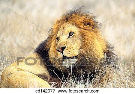 Lion (Panthera leo). Africa View Large Photo Image Stock Photo - Lion (Panthera leo). Africa. Fotosearch